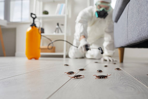 Commercial Kitchen Cockroach Control in Matamoras